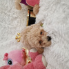 Additional photos: Maltipoo fb1 BellaQueen