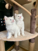 Photo №1. british shorthair - for sale in the city of Bremen | 591$ | Announcement № 12023