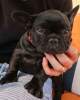 Photo №3. French bulldog puppies for sale. Germany