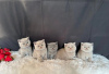 Photo №1. british shorthair - for sale in the city of Салоники | Is free | Announcement № 117290