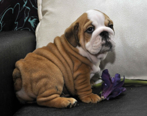 Photo №2 to announcement № 811 for the sale of english bulldog - buy in Russian Federation private announcement