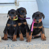 Photo №1. dobermann - for sale in the city of Berlin | negotiated | Announcement № 90672