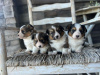 Photo №2 to announcement № 99278 for the sale of welsh corgi - buy in United States private announcement, breeder