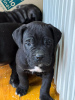 Photo №2 to announcement № 91598 for the sale of cane corso - buy in Azerbaijan private announcement