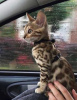 Photo №2 to announcement № 123838 for the sale of bengal cat - buy in Finland private announcement, breeder