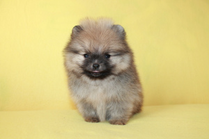 Photo №3. Pomeranian puppies. Ukraine