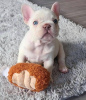 Photo №1. french bulldog - for sale in the city of Bamberg | 380$ | Announcement № 118274