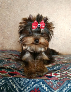 Photo №2 to announcement № 5364 for the sale of yorkshire terrier - buy in Russian Federation from nursery