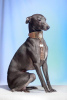 Additional photos: Italian greyhound puppy