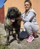 Photo №2 to announcement № 118441 for the sale of caucasian shepherd dog - buy in Serbia 