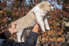 Photo №2 to announcement № 15327 for the sale of central asian shepherd dog - buy in Russian Federation from nursery