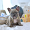 Photo №1. french bulldog - for sale in the city of Geneva | negotiated | Announcement № 97367
