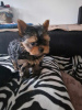 Photo №1. yorkshire terrier - for sale in the city of Würzburg | 280$ | Announcement № 119353