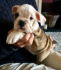 Photo №2 to announcement № 115407 for the sale of english bulldog - buy in United Kingdom breeder