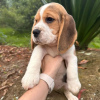 Photo №2 to announcement № 119512 for the sale of beagle - buy in Germany private announcement