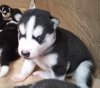 Photo №4. I will sell siberian husky in the city of Юлихярмя. private announcement - price - 1057$