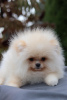 Photo №4. I will sell pomeranian in the city of Minsk. from nursery - price - 1162$
