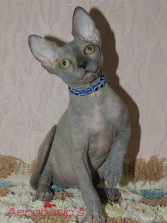 Photo №1. sphynx-katze - for sale in the city of Penza | 885$ | Announcement № 1474