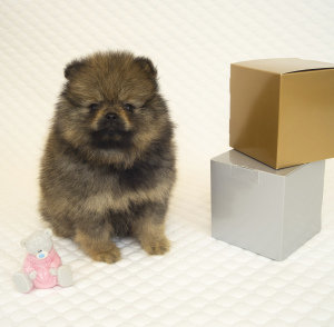 Photo №2 to announcement № 3469 for the sale of german spitz - buy in Russian Federation breeder