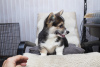 Photo №2 to announcement № 84516 for the sale of welsh corgi - buy in Russian Federation breeder