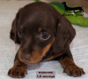 Photo №1. dachshund - for sale in the city of Москва | 651$ | Announcement № 63460