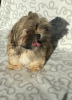Additional photos: Shih Tzu dog chocolate gene, birth certificate, available for collection
