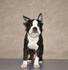 Additional photos: Boston terrier puppies for sale