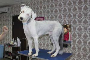 Photo №2. Service of the groomer in Georgia. Price - 30$. Announcement № 662