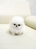 Photo №1. pomeranian - for sale in the city of Jena | negotiated | Announcement № 82511