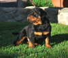 Photo №3. Rottweiler Puppies. Sweden