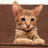 Photo №1. savannah cat - for sale in the city of Москва | negotiated | Announcement № 20751