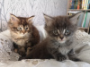 Photo №4. I will sell maine coon in the city of Гронинген. private announcement - price - 370$