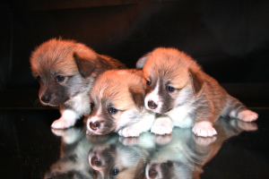 Photo №2 to announcement № 5694 for the sale of welsh corgi - buy in Russian Federation from nursery