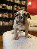 Additional photos: English bulldog