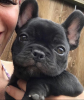 Photo №1. french bulldog - for sale in the city of Magdeburg | 370$ | Announcement № 113083