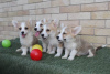 Additional photos: Welsh Corgi Pembroke puppies