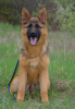 Photo №1. german shepherd - for sale in the city of New York | 600$ | Announcement № 79839