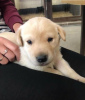 Photo №3. A GOLDEN LABRADOR PUPPY. Sweden