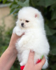 Photo №2 to announcement № 121533 for the sale of pomeranian - buy in Germany private announcement