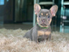 Photo №3. Adorable French bulldog Puppies for free adoption. Germany