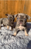 Photo №1. french bulldog - for sale in the city of New Town | Is free | Announcement № 18241