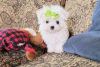 Photo №1. maltese dog, maltipu - for sale in the city of Paris | Is free | Announcement № 36786