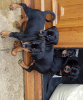 Photo №1. dobermann - for sale in the city of Москва | 317$ | Announcement № 36949