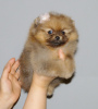 Photo №2 to announcement № 126813 for the sale of pomeranian - buy in Georgia private announcement, from nursery, breeder