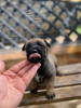 Additional photos: Belgian Shepherd puppies