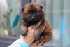 Photo №2 to announcement № 103981 for the sale of eurasier - buy in Latvia from nursery, breeder