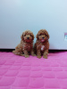 Photo №2 to announcement № 39422 for the sale of poodle (toy) - buy in Russian Federation private announcement