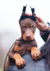 Photo №1. dobermann - for sale in the city of Tallinn | 1479$ | Announcement № 36695