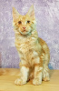 Photo №2 to announcement № 9681 for the sale of maine coon - buy in Russian Federation from nursery