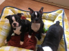 Photo №2 to announcement № 123936 for the sale of boston terrier - buy in Netherlands private announcement, breeder